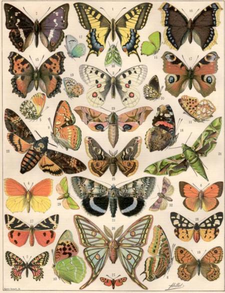 il_fullxfull.623029714_duu2_blogsize