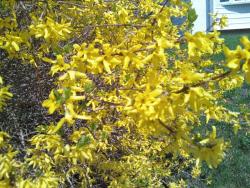 forsythia