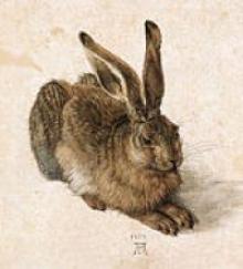 Young Hare by Durer