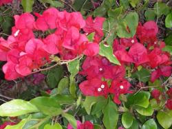 bougainvillea