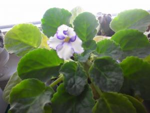 African violet