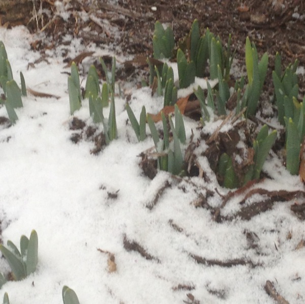 snowy daffodils