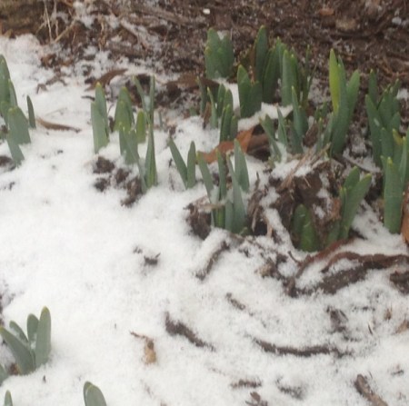 snowy daffodils