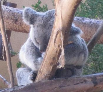 koala koala