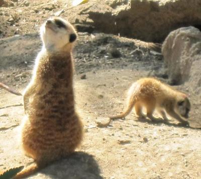 meerkat
