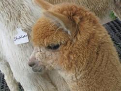 alpaca