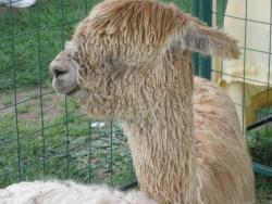 alpaca