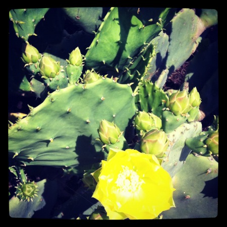 cactus blossom