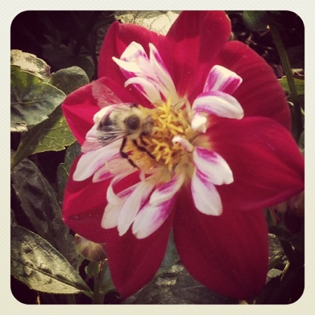 bee and flower