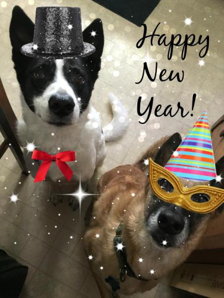 pets NYE 15
