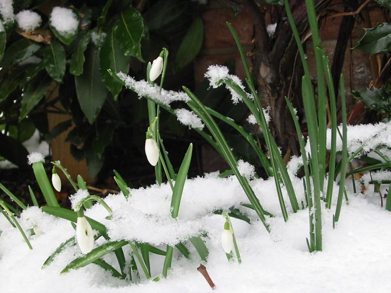 snowdrops